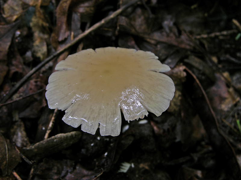 Risposte griglia 2 (marted� 29 maggio)